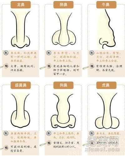 鼻子運勢|鼻相分析10款｜鼻樑有節及橫紋、豬膽鼻、鼻頭下垂代表甚麼？姻 